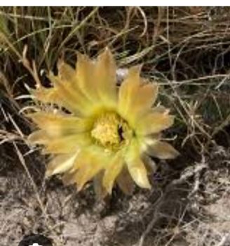 Preview: Austrokaktus pauxillus SAR 8283/1